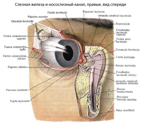 Диагностика дакриоаденита