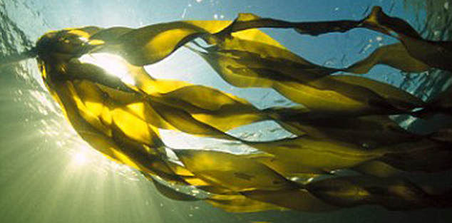 полезные свойства морских водорослей (ламинарии)