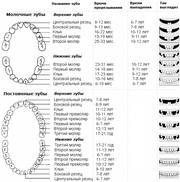 нормы прорезывания зубов у детей